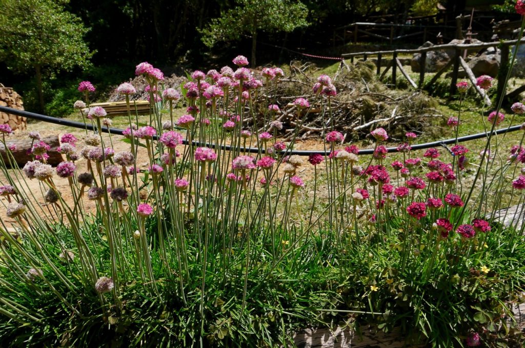 giardino-montano-linasia-wheresardinia